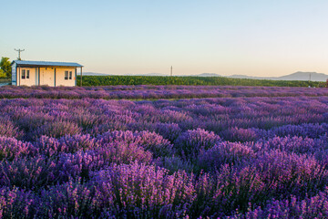 Magnificent views of lavender fields at sunset