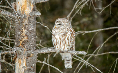 Barred owl perched in cedar trees