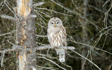 Barred owl perched in cedar trees