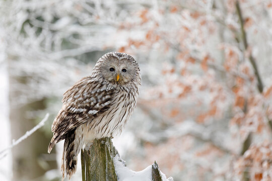 Owl in snowy forest. Ural owl, Strix uralensis, perched on rotten stump in beech forest. Beautiful grey owl in natural habitat. Wild bird of prey in winter nature. Frosty morning. Wildlife.
