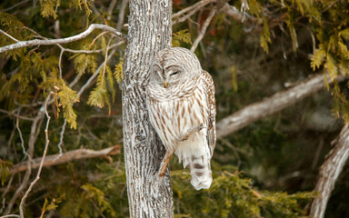Barred owl perched in cedar trees