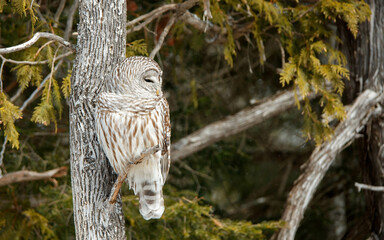 Barred owl perched in cedar trees