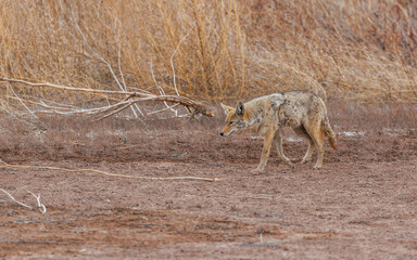 New Mexico coyote in desert brush hunting