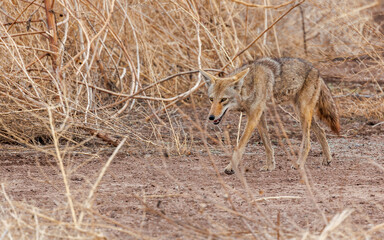 New Mexico coyote in desert brush hunting