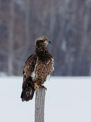 juvenile bald eagle in winter