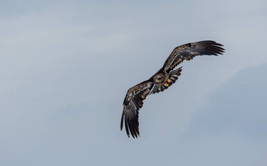 juvenile bald eagle in winter
