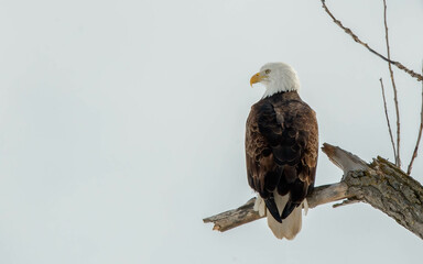 winter bald eagle adult hunting