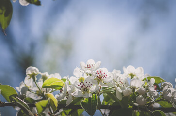 tiny white flowers blooming on tree in springtime, copy space - 721585900