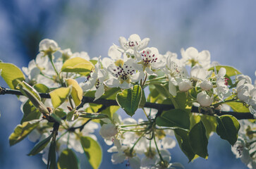 tiny white flowers blooming on tree in springtime - 721585901