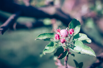 tiny pink buds of flowers on apple tree in bright spring day