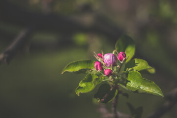 tiny pink buds of flowers on apple tree in bright spring day