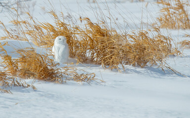 snowy owl seeking protection from snow storm