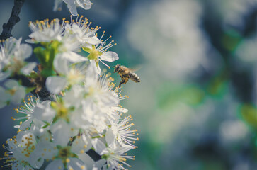 tiny white flowers blooming on tree in springtime and bee