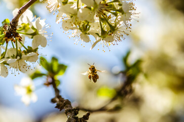 bee flying around flowers in spring time, copy space - 721586151