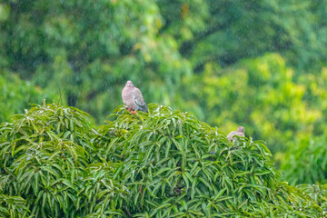 Wild white-winged doves perched on the mango tree in the rain