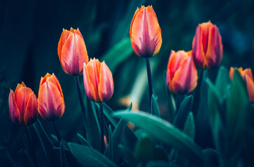 orange tulip buds