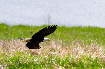 bald eagle in flight
