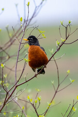 robin on a branch