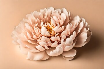 only one Elegant aesthetic peony flower with sunlight shadows on neutral peachy beige background