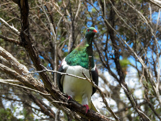 Kereru or New Zealand Pigeon Looking From Tree