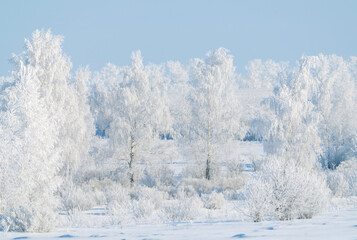 Frozen nature, trees covered with thick frost on a frosty winter day