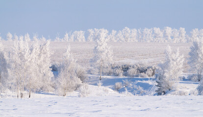 Fototapeta na wymiar Frozen nature, trees covered with thick frost on a frosty winter day