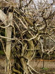 Ancient huge Wisteria tree in the gardens of Greys Court, England, 120 years old