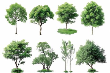 A collection of different types of trees against a white backdrop. Perfect for various uses