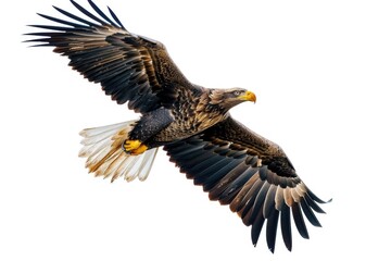 Fototapeta premium A large bird flying through the sky with its wings spread. Suitable for nature and wildlife themes