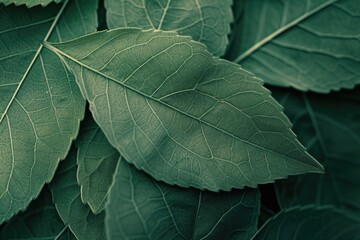 A detailed view of a leaf on a plant. This image can be used to showcase the beauty of nature or to illustrate concepts such as growth, freshness, or environmental conservation