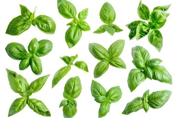 A collection of fresh basil leaves on a clean white background. Perfect for culinary projects and food-related designs