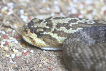 Oaxaca Schwarzschwanz-Klapperschlange / Oaxacan black-tailed rattlesnake  / Crotalus molossus oaxacus