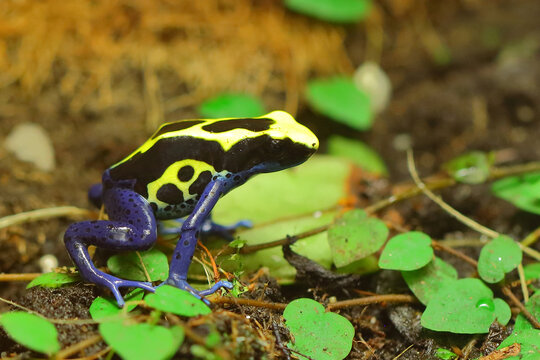 F&auml;rberfrosch / Dyeing dart frog / Dendrobates tinctorius