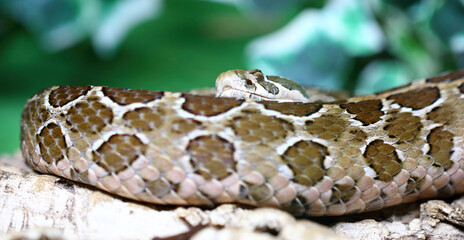 Mexikanische Lanzenkopf-Klapperschlange / Mexican lance-headed rattlesnake  / Crotalus polystictus