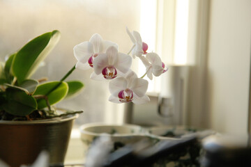 white orchid in a vase