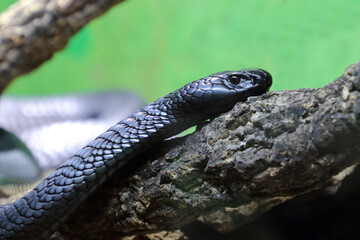 Schwarze Speikobra / Black spitting cobra / Naja nigricincta woodi