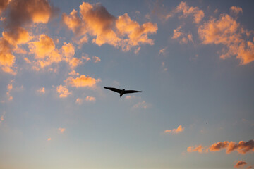 colorful clouds and bird flying
