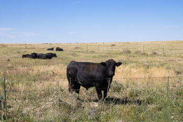 The dark brown Bull stands in Prairie of Colorado (America)