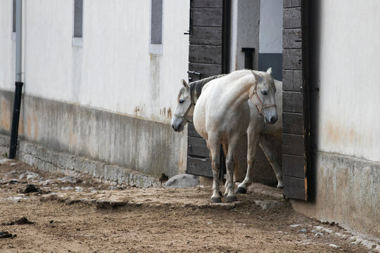 Two white Lipizzaner horses are standing outside the stable door in the Lipica stud farm, where world-famous Lipizzaner horses are bred.