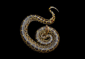 burmese python