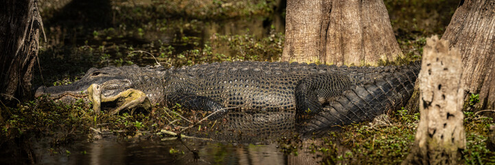 Sleepy Alligator Panorama in Swamp