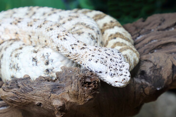 Gefleckte Klapperschlange / Speckled rattlesnake or Mitchell's rattlesnake  / Crotalus mitchellii pyrrhus