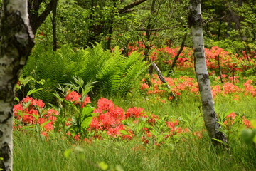 レンゲツツジ咲き誇る上高地