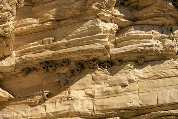 Swallow Nests Built Into The Walls Near Hot Springs In Big Bend