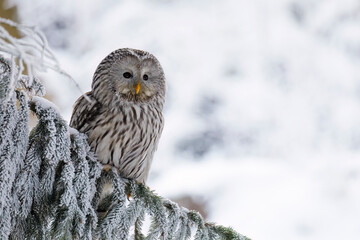 Owl in snowy forest. Ural owl, Strix uralensis, perched on spruce branch. Beautiful grey owl in natural habitat. Wild bird of prey in winter nature. Frosty morning. Wildlife.