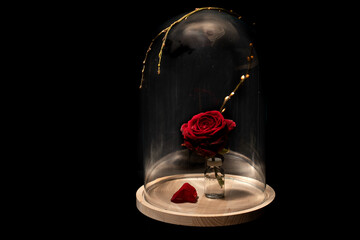 fairytale red rose in glass dome with fallen petal