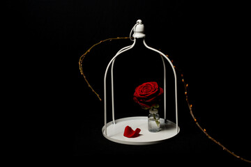 red rose in decorative white cage with fallen petal