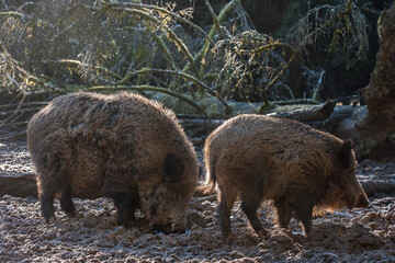 Naklejka na ściany i meble A boar and a sow are rooting in the wet forest soil near a fallen tree. These diligent gardeners loosen the ground, promote growth, and create habitat for other wildlife.