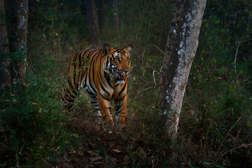 Bengal Tiger - Panthera tigris the biggest cat in wild in Indian jungle in Nagarhole tiger reserve, hunter in the greeen jungle, face to face view. Tiger watching from the forest in the evening