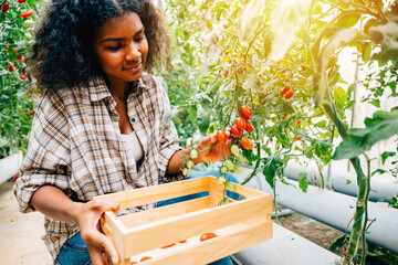 Amidst a sunny farm a black woman farmer in a hat gathers fresh red tomatoes. Hand-cutting and placing them into a wooden crate. Greenhouse harvest showcasing nature's growth and bounty. - obrazy, fototapety, plakaty